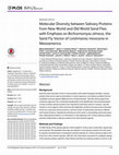 Research paper thumbnail of Molecular Diversity between Salivary Proteins from New World and Old World Sand Flies with Emphasis on Bichromomyia olmeca, the Sand Fly Vector of Leishmania mexicana in Mesoamerica