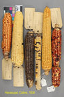 Research paper thumbnail of Anasazi, Cohonina, and Cerbat Maize from the Grand Canyon