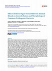 Research paper thumbnail of Effect of Blood Agar from Different Animal Blood on Growth Rates and Morphology of Common Pathogenic Bacteria