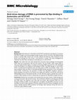 Research paper thumbnail of Acid stress damage of DNA is prevented by Dps binding in Escherichia coliO157:H7