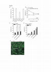 Research paper thumbnail of Supplementary Figure 5 from Cell Surface Delivery of TRAIL Strongly Augments the Tumoricidal Activity of T Cells