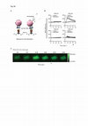 Research paper thumbnail of Supplementary Figure 4 from Cell Surface Delivery of TRAIL Strongly Augments the Tumoricidal Activity of T Cells