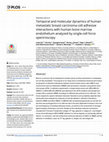 Research paper thumbnail of Temporal and molecular dynamics of human metastatic breast carcinoma cell adhesive interactions with human bone marrow endothelium analyzed by single-cell force spectroscopy