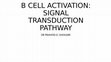 Research paper thumbnail of B CELL ACTIVATION- SIGNAL TRANSDUCTION PATHWAY