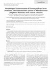 Research paper thumbnail of Morphological characterization of Eustrongylides sp. larvae (Nematoda, Dioctophymatoidea) parasite of Rhinella marina (Amphibia: Bufonidae) from Eastern Amazonia