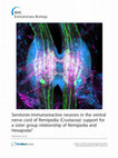 Research paper thumbnail of Serotonin-immunoreactive neurons in the ventral nerve cord of Remipedia (Crustacea): support for a sister group relationship of Remipedia and Hexapoda?