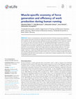 Research paper thumbnail of Muscle-specific economy of force generation and efficiency of work production during human running