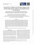 Research paper thumbnail of Assessment of cellular and molecular changes in the rat brain after gamma radiation and radioprotection by anisomycin