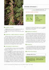 Research paper thumbnail of Artemisia abrotanum L