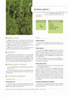 Research paper thumbnail of Artemisia vulgaris L