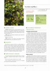 Research paper thumbnail of Vaccinium myrtillus L