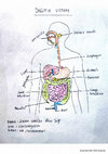 Research paper thumbnail of Gambar sistem endokrin dan digestif