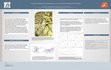 Research paper thumbnail of Regional differences in morphology of the striatal medium spiny neurons