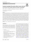 Research paper thumbnail of Functional morphology of the primary olfactory centers in the brain of the hermit crab Coenobita clypeatus (Anomala, Coenobitidae)