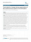 Research paper thumbnail of Transcriptomic changes during regeneration of the central nervous system in an echinoderm