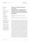 Research paper thumbnail of Impact of climate change on wood and woodworkers—Cryptostroma corticale (sooty bark disease): A risk factor for trees and exposed employees