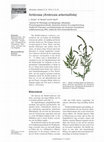 Research paper thumbnail of Ambrosia (Ambrosia artemisiifolia)