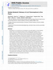 Research paper thumbnail of Multiple Metabolic Pathways of 2,4,6-Tribromophenol in Rice Plants