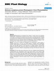 Research paper thumbnail of Antenna complexes protect Photosystem I from Photoinhibition