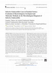 Research paper thumbnail of Infective Endocarditis Cases in İstanbul-Turkey: Evaluation of Bacteriological, Serological andMolecular Methods on the Microbiological Diagnosis of Infective Endocarditis