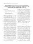 Research paper thumbnail of Ribosomal DNA Sequence Divergence and Group I Introns within the Leucostoma Species L. cinctum, L. persoonii, and L. parapersoonii sp. nov., Ascomycetes That Cause Cytospora Canker of Fruit Trees