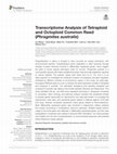 Research paper thumbnail of Transcriptome Analysis of Tetraploid and Octoploid Common Reed (Phragmites australis)