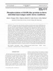 Research paper thumbnail of Phosphorylation of MAPK-like proteins in three intertidal macroalgae under stress conditions