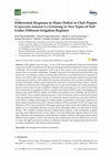 Research paper thumbnail of Differential Response to Water Deficit in Chili Pepper (Capsicum annuum L.) Growing in Two Types of Soil Under Different Irrigation Regimes