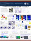 Research paper thumbnail of Coupled hydrogen transport and deformation of 21Cr-6Ni-9Mn austenitic stainless steel