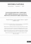 Research paper thumbnail of Nuevos registros del Carpintero del Cardón (Melanerpes cactorum) en la provincia de Buenos Aires, Argentina.