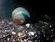 Research paper thumbnail of Alaska's Submerged History: The Wreck of the Kad'yak