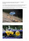 Research paper thumbnail of Myco-entanglement – Public perceptions of Fungi in Biodiversity Conservation