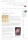 Research paper thumbnail of Il corpo umano, una lunga storia figurativa