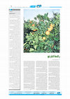 Research paper thumbnail of Creative Writing:  The Scent of Naranj _ In Alrai Newspaper (Creative Writting - Arabic)