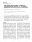 Research paper thumbnail of A new genus for Chlorodiella longimana (H. Milne Edwards, 1834) supported by morphology and molecular data, and a preliminary phylogeny of the subfamily Chlorodiellinae (Crustacea: Decapoda: Xanthidae).