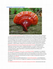 Research paper thumbnail of Ganoderma lucidum Η αποτελεσματικότητά του στην ιατρική ήταν τόσο μεγάλη που είναι καταγεγραμμένη στο αρχαιότερο κινεζικό ιατρικό κείμενο, «Shinnoh Honsohkyo»