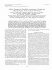 Research paper thumbnail of Sulfate Transport in Penicillium chrysogenum: Cloning and Characterization of the sutA and sutB Genes