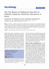 Research paper thumbnail of The First Report of Postharvest Stem Rot of Kohlrabi Caused by Sclerotinia sclerotiorum in Korea