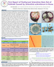 Research paper thumbnail of First Report of Postharvest Sclerotinia Stem Rot of Kohlrabi Caused by Sclerotinia sclerotiorum in Korea