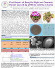 Research paper thumbnail of First Report of Botrytis Blight on Cineraria Flower Caused by Botrytis cinerea in Korea