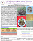 Research paper thumbnail of First Report of Web Blight on Rosemary (Rosmarinus officinalis) Caused by Rhizoctonia solani AG-1-IB in Korea