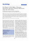 Research paper thumbnail of First Report of Web Blight of Rosemary (Rosmarinus officinalis) Caused by Rhizoctonia solani AG-1-IB in Korea