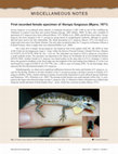 Research paper thumbnail of First recorded female specimen of Norops fungosus (Myers, 1971)