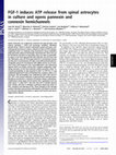 Research paper thumbnail of FGF-1 induces ATP release from spinal astrocytes in culture and opens pannexin and connexin hemichannels