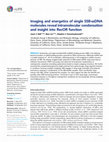 Research paper thumbnail of Imaging and energetics of single SSB-ssDNA molecules reveal intramolecular condensation and insight into RecOR function