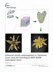 Research paper thumbnail of Enhanced somatic embryogenesis in Theobroma cacao using the homologous BABYBOOM transcription factor