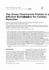 Research paper thumbnail of The Green Fluorescent Protein is an Efficient Biological Marker for Cardiac Myocytes