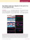 Research paper thumbnail of Hair Follicles Guide Nerve Migration In Vitro and In Vivo in Tissue-Engineered Skin