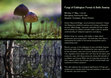 Research paper thumbnail of Fungi of Eddington Forest & Bells Swamp