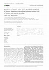 Research paper thumbnail of Polycheria josephensis, a new species of symbiotic amphipod (Crustacea, Amphipoda, Dexaminidae) from the Northern Gulf of Mexico, with notes on its ecology